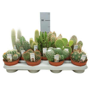 Cactus mix