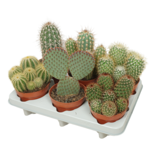 Cactus mix
