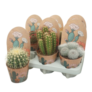 Cactus mix