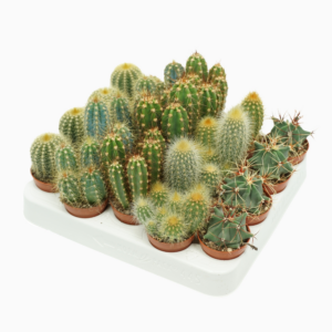 Cactus mix