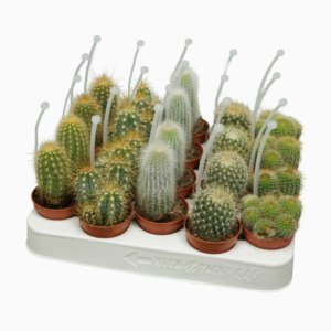 Cactus mix