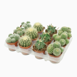 Cactus mix
