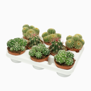 Cactus mix