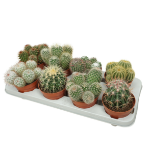 Cactus mix