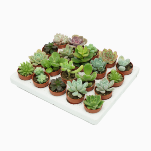 Succulent mini mix