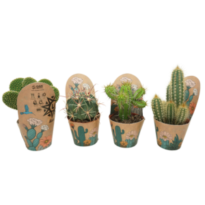 Cactus mix