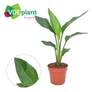 Strelitzia reginae (zonder bloem)