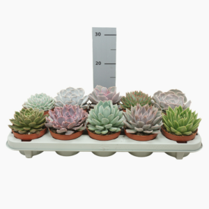 Echeveria mix