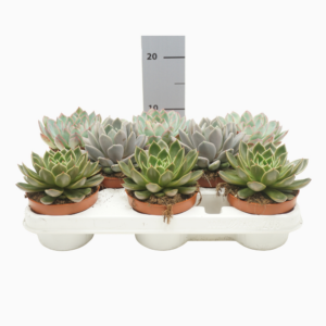 Echeveria mix