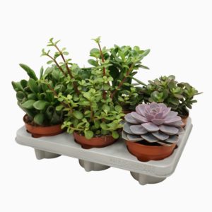 Succulenten mix