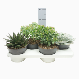Succulenten mix