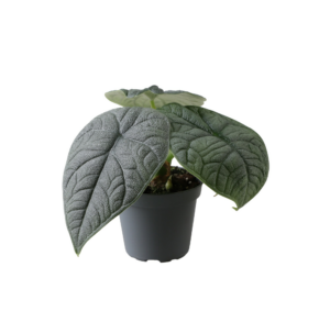 Alocasia Melo