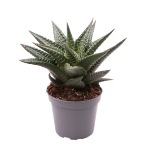 Haworthia limifolia