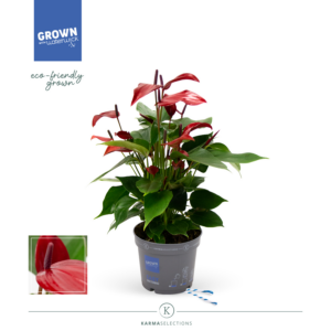 Anthurium 'Banderola Lava'