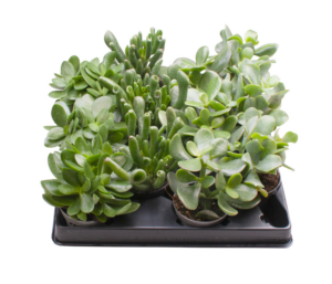 Crassula mix