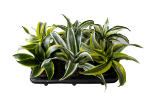 Dracaena mix 6/tray