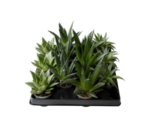 Aloe mix