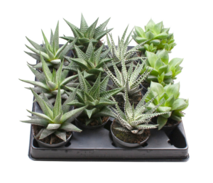 Haworthia mix