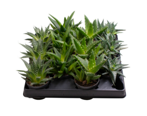 Aloe gemengd
