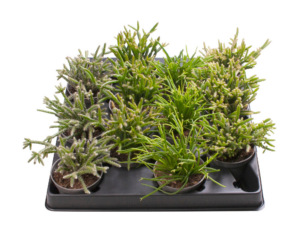 Rhipsalis mix