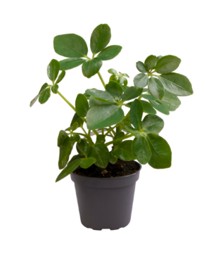 Schefflera arboricola