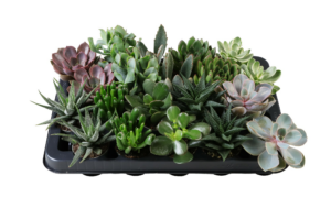 Succulent mix