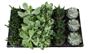 Succulent mix
