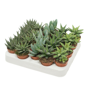 Aloë/Haworthia mix
