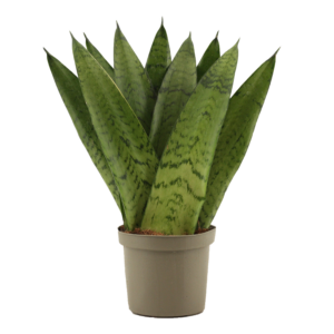 Sansevieria zeylanica Fan