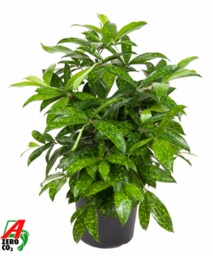 Dracaena surculosa