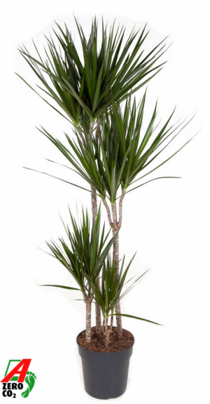 Dracaena marginata