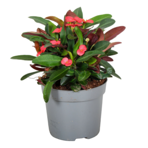 Euphorbia (Milii Grp) Maxi Olympia