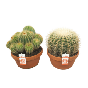 Cactus mix