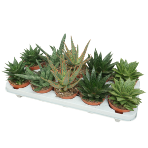 Aloë/Haworthia mix