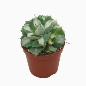 Agave potatorum Ouhi-Raijin variegata