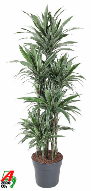 Dracaena deremensis 'Warneckei'