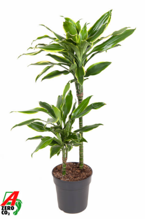 Dracaena fragrans 'Golden Coast'