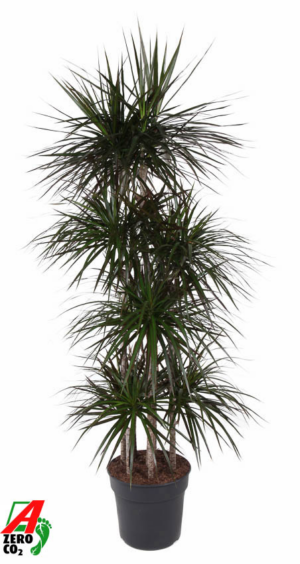 Dracaena marginata 'Magenta'