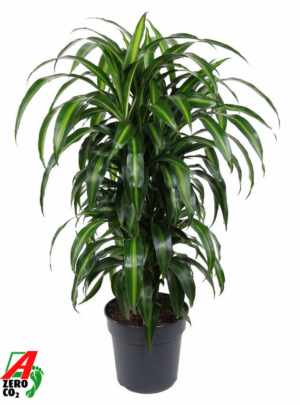 Dracaena fragrans 'Hawaiian Sunshine'