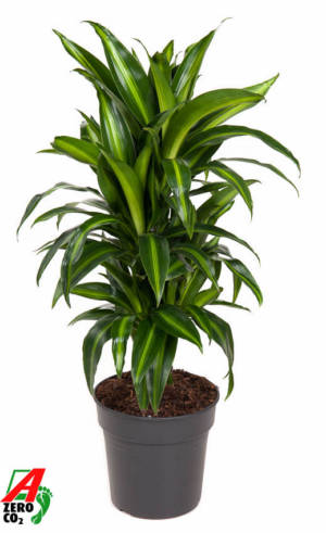 Dracaena fragrans 'Hawaiian Sunshine'