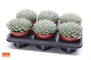 Echeveria pulidonis