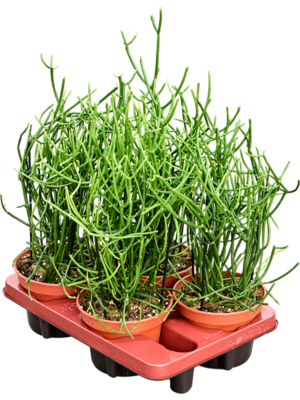 Euphorbia tirucalli 4/tray