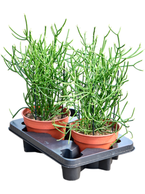 Euphorbia tirucalli 2/tray