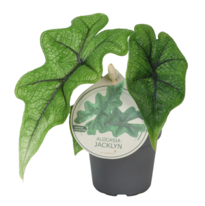 Alocasia Jacklyn
