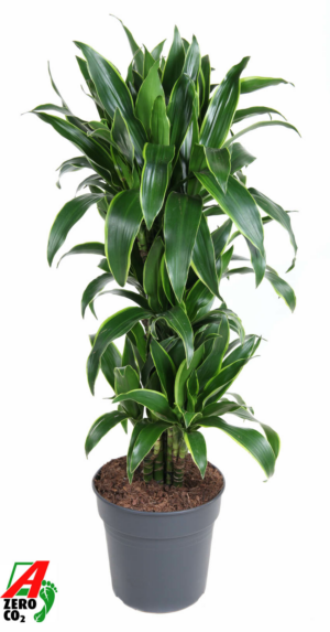 Dracaena fragrans (Deremensis Grp) 'Art'