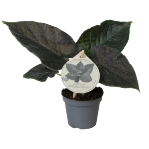 Alocasia 'Antoro Velvet'