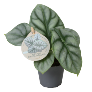 Alocasia 'Silver Dragon'