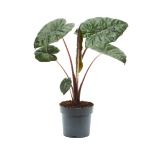Alocasia sarawakensis 'Yucatan Princess'