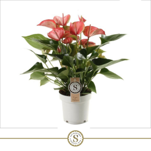 Anthurium 'Livium Red'
