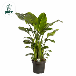 Strelitzia nicolai